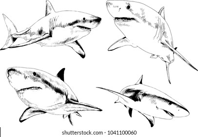great white shark drawn in ink freehand sketch logo
