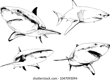 great white shark drawn in ink freehand sketch logo