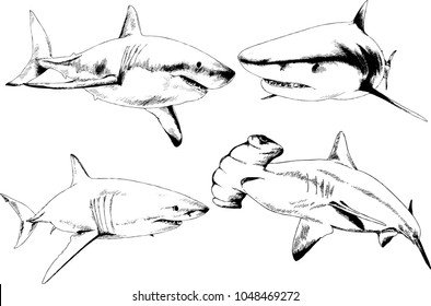 great white shark drawn in ink freehand sketch logo