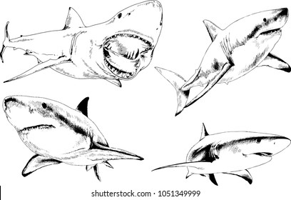 great white shark drawn in ink freehand sketch logo