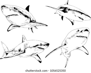 great white shark drawn in ink freehand sketch logo
