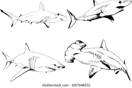 great white shark drawn in ink freehand sketch logo