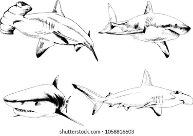 great white shark drawn in ink freehand sketch logo