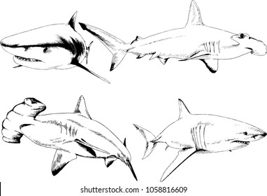 great white shark drawn in ink freehand sketch logo