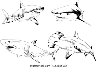 great white shark drawn in ink freehand sketch logo