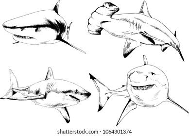 great white shark drawn in ink freehand sketch logo