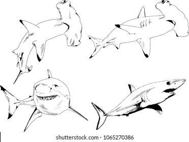 great white shark drawn in ink freehand sketch logo