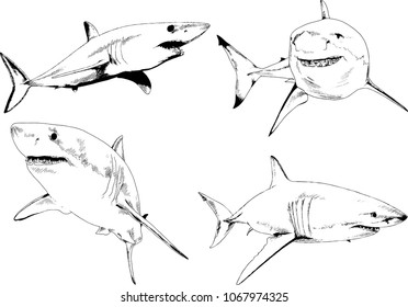 great white shark drawn in ink freehand sketch logo