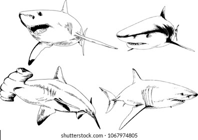 great white shark drawn in ink freehand sketch logo