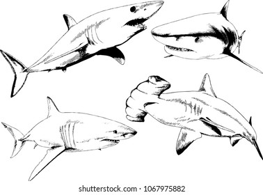 great white shark drawn in ink freehand sketch logo