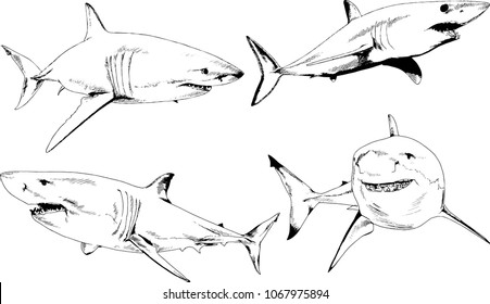 great white shark drawn in ink freehand sketch logo