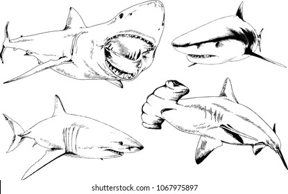 great white shark drawn in ink freehand sketch logo