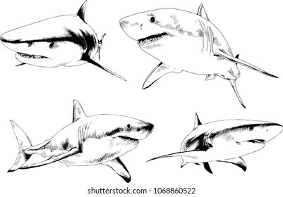 great white shark drawn in ink freehand sketch logo