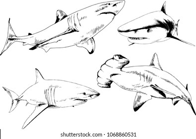 great white shark drawn in ink freehand sketch logo