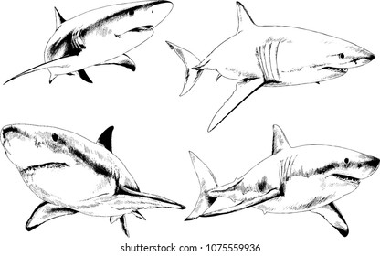 great white shark drawn in ink freehand sketch logo