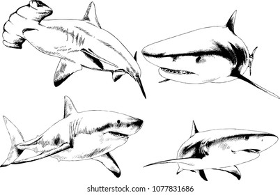 great white shark drawn in ink freehand sketch logo