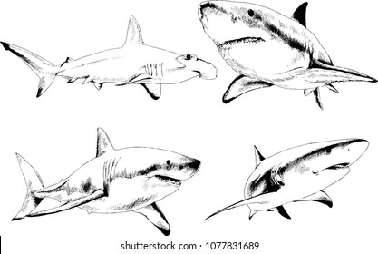 great white shark drawn in ink freehand sketch logo