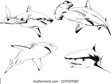 great white shark drawn in ink freehand sketch logo