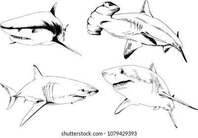 great white shark drawn in ink freehand sketch logo