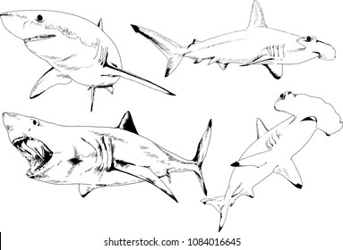 great white shark drawn in ink freehand sketch logo