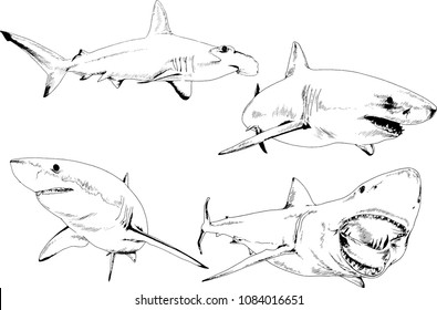 great white shark drawn in ink freehand sketch logo