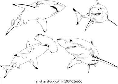 great white shark drawn in ink freehand sketch logo