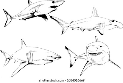 great white shark drawn in ink freehand sketch logo