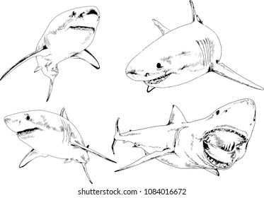great white shark drawn in ink freehand sketch logo