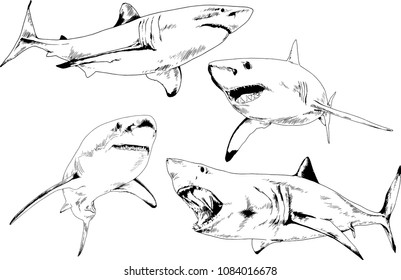 great white shark drawn in ink freehand sketch logo