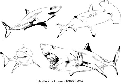 great white shark drawn in ink freehand sketch logo