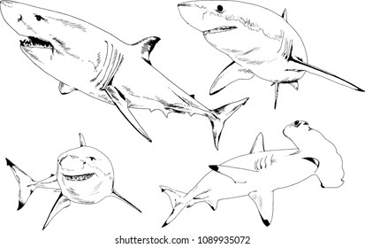 great white shark drawn in ink freehand sketch logo