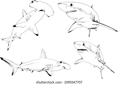 great white shark drawn in ink freehand sketch logo