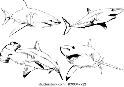 great white shark drawn in ink freehand sketch logo