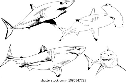 great white shark drawn in ink freehand sketch logo