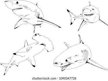 great white shark drawn in ink freehand sketch logo