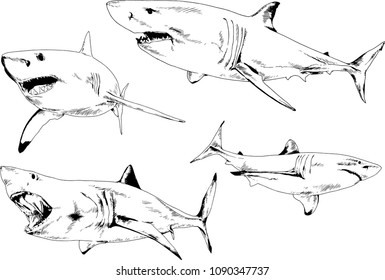 great white shark drawn in ink freehand sketch logo