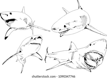 great white shark drawn in ink freehand sketch logo