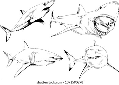 great white shark drawn in ink freehand sketch logo