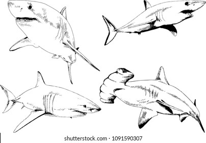 great white shark drawn in ink freehand sketch logo