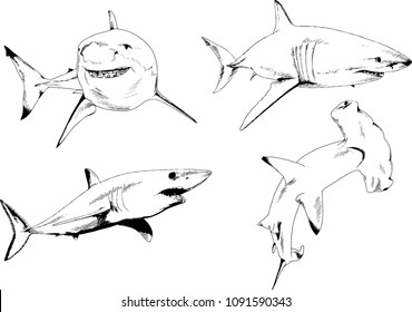 great white shark drawn in ink freehand sketch logo