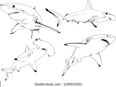 great white shark drawn in ink freehand sketch logo