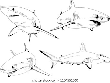 great white shark drawn in ink freehand sketch logo