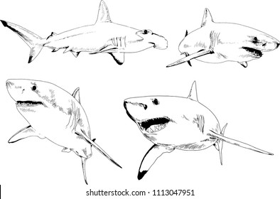 great white shark drawn in ink freehand sketch logo