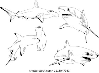 great white shark drawn in ink freehand sketch logo