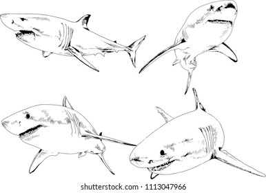 great white shark drawn in ink freehand sketch logo