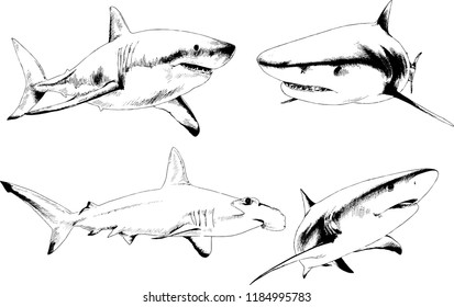 great white shark drawn in ink freehand sketch logo