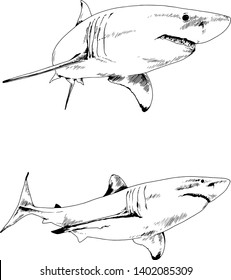 great white shark drawn in ink freehand sketch logo	