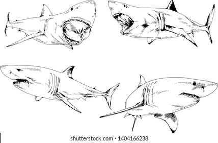 great white shark drawn in ink freehand sketch logo	