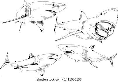 great white shark drawn in ink freehand sketch logo	