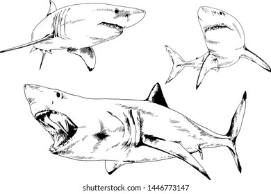 great white shark drawn in ink freehand sketch logo	
